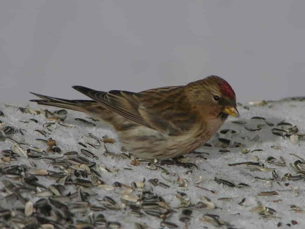 Carduelis flammea