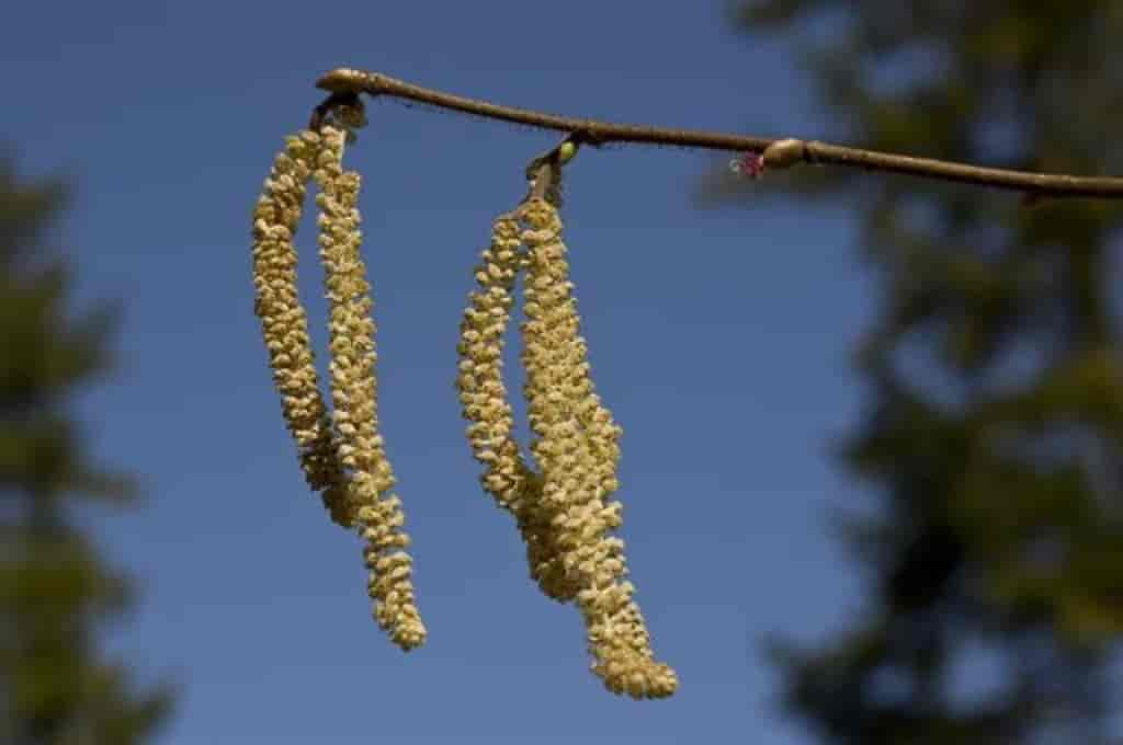 Corylus avellana