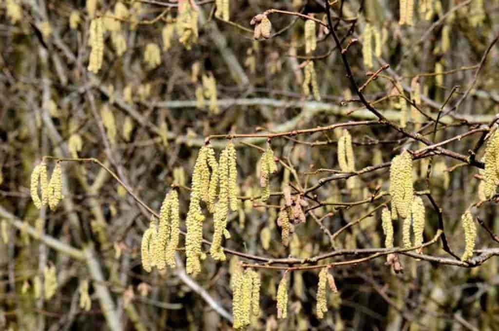 Corylus avellana