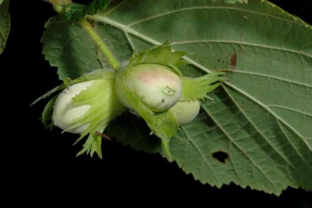 Corylus avellana