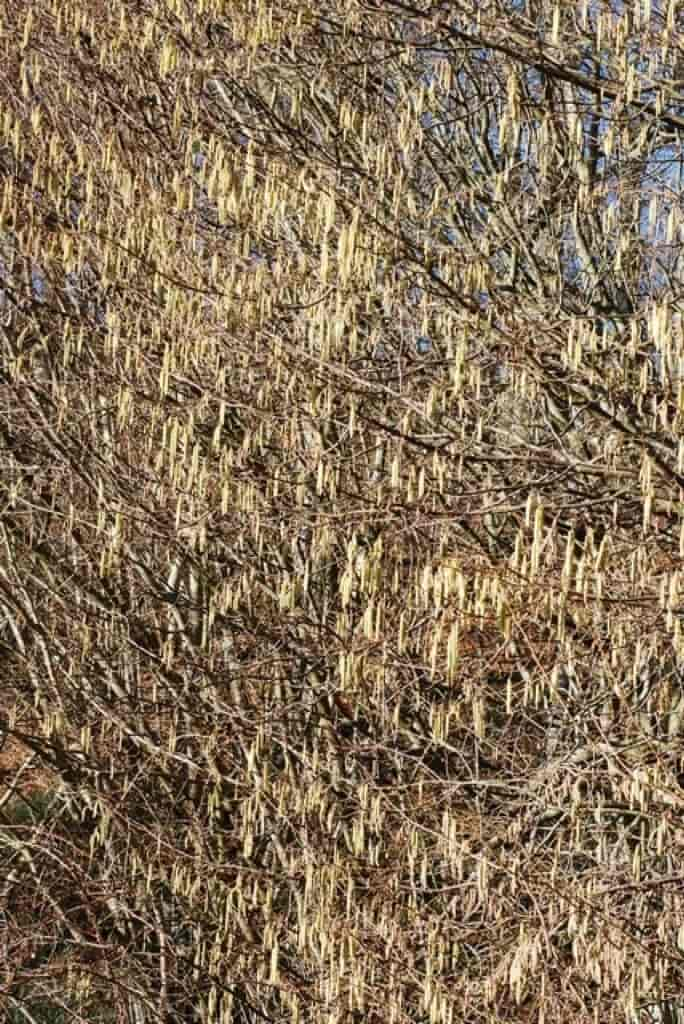 Corylus avellana