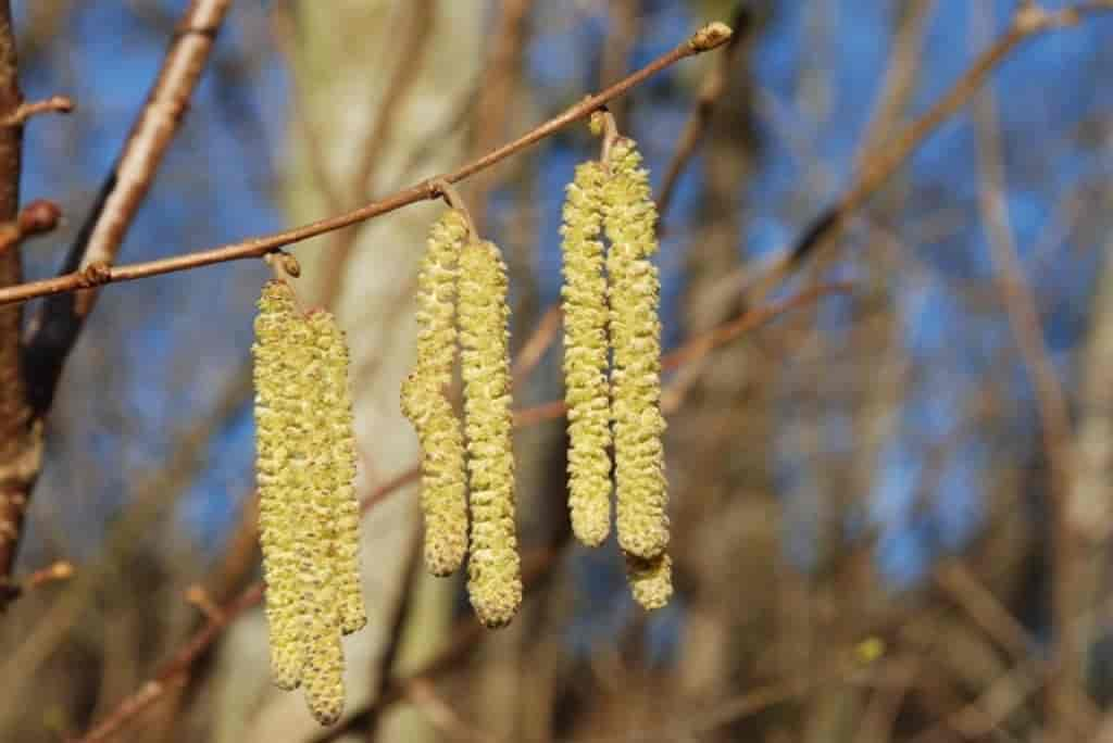 Corylus avellana