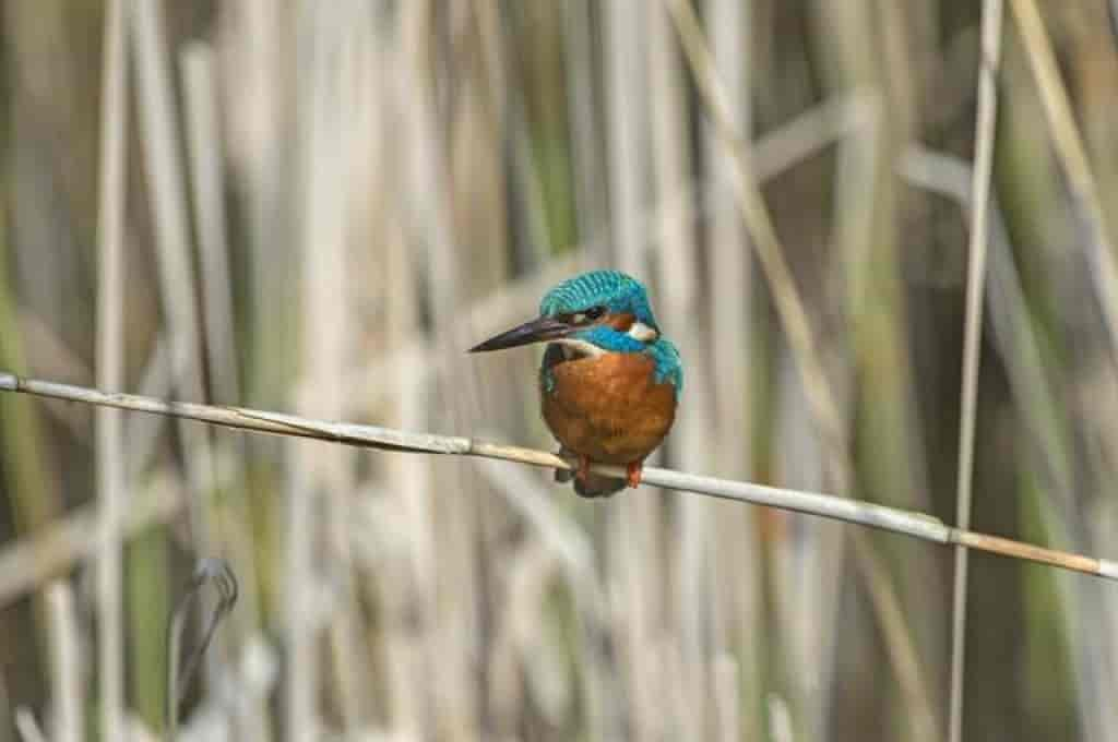 Alcedo atthis