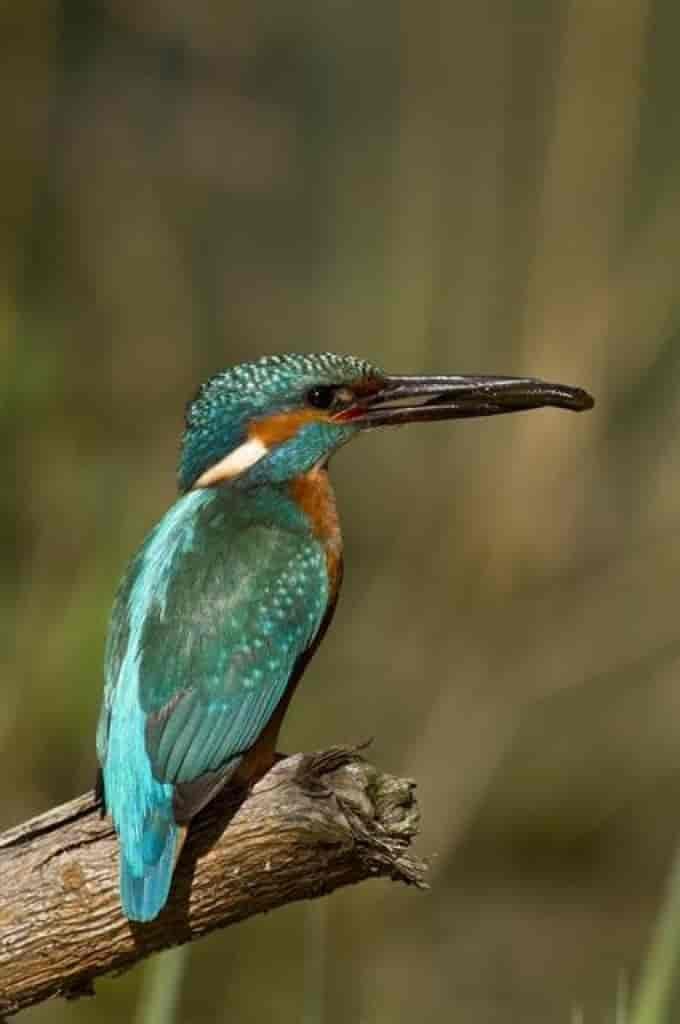 Alcedo atthis