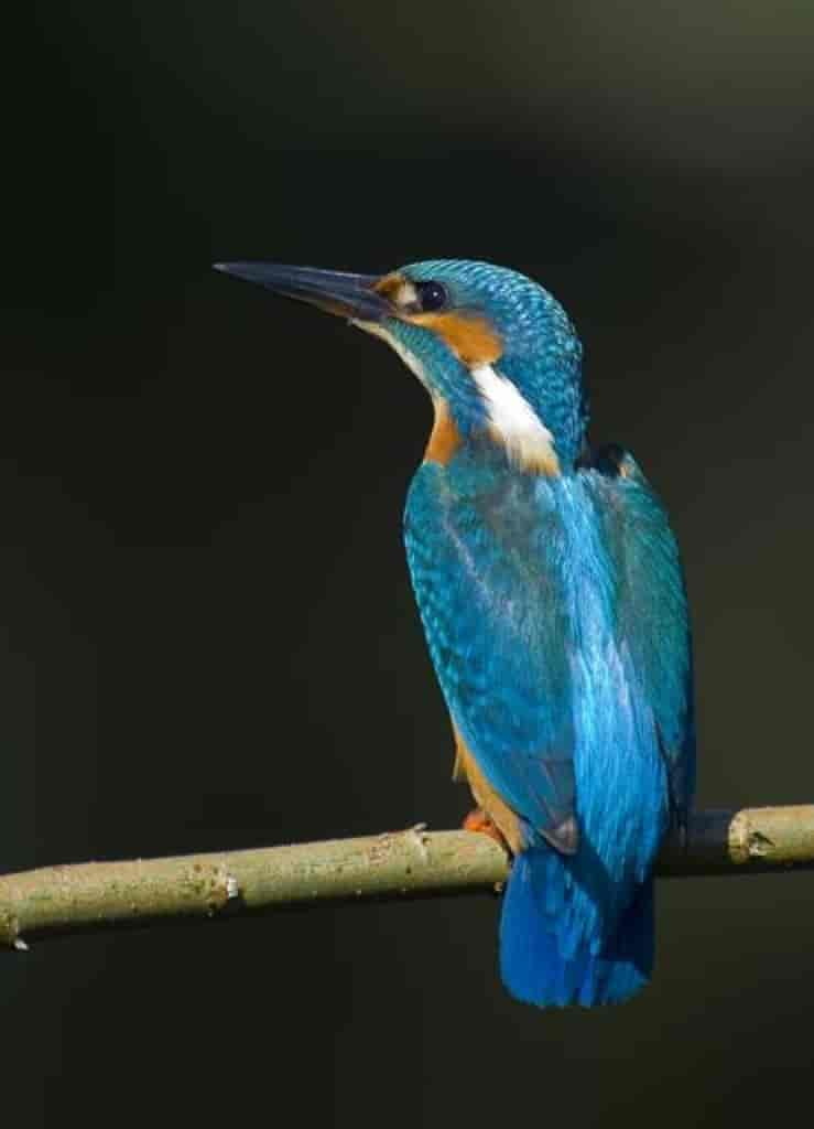 Alcedo atthis