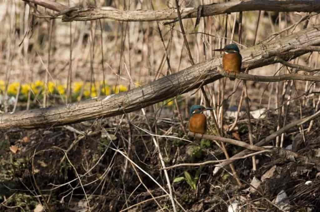 Alcedo atthis