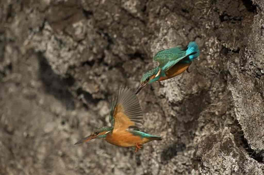 Alcedo atthis