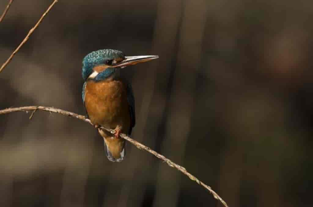 Alcedo atthis