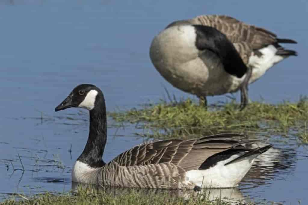 Branta canadensis