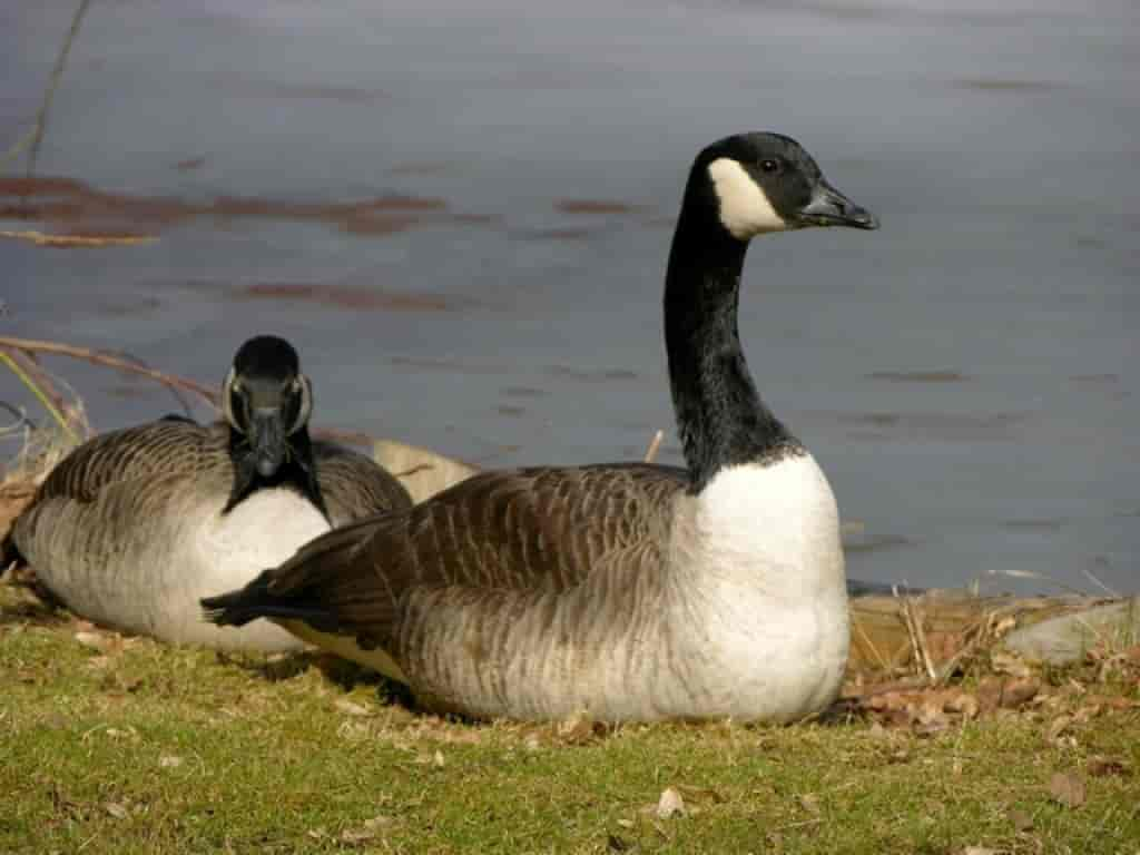 Branta canadensis