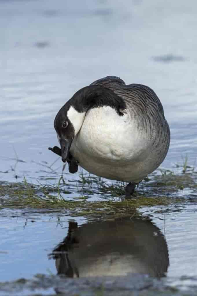 Branta canadensis