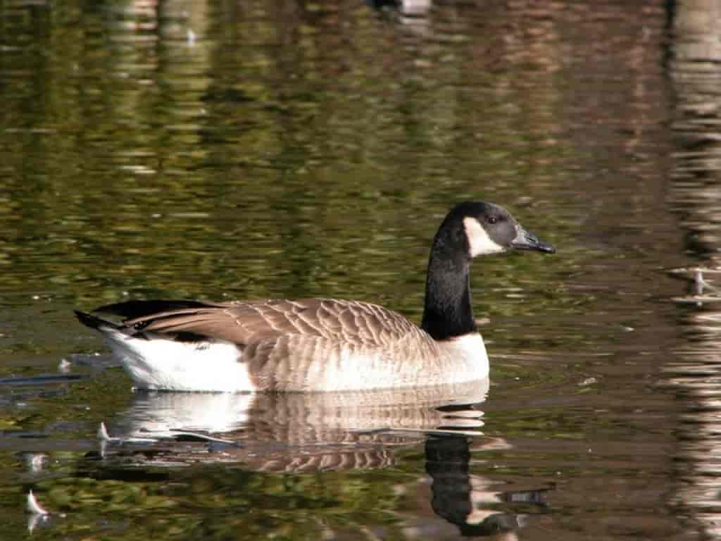 Branta canadensis