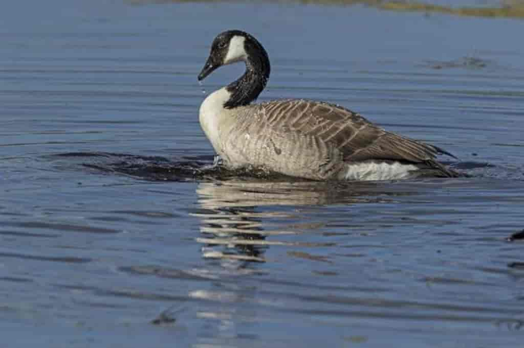 Branta canadensis