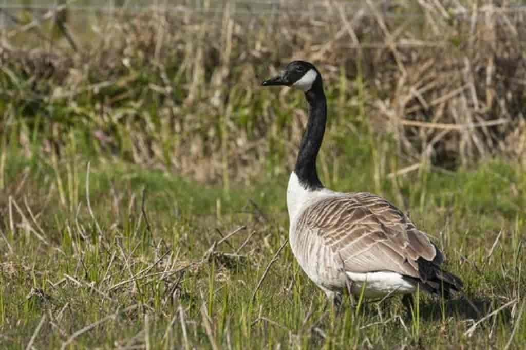 Branta canadensis