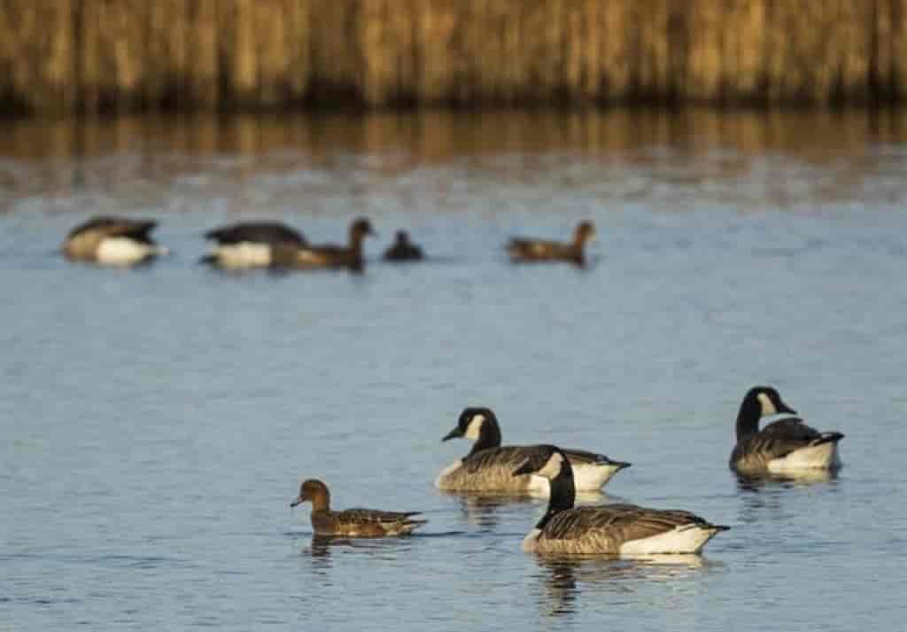 Branta canadensis