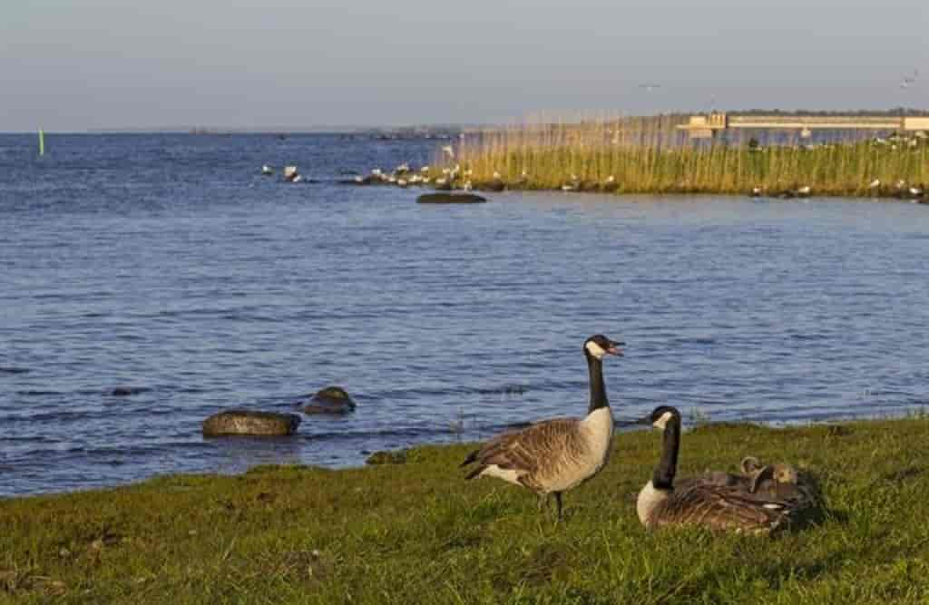 Branta canadensis