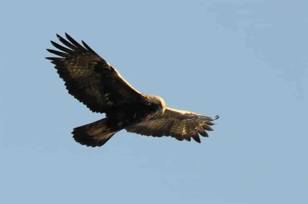 Aquila chrysaetos