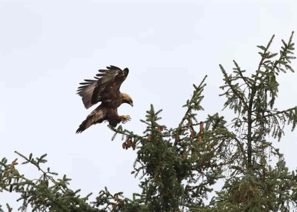 Aquila chrysaetos