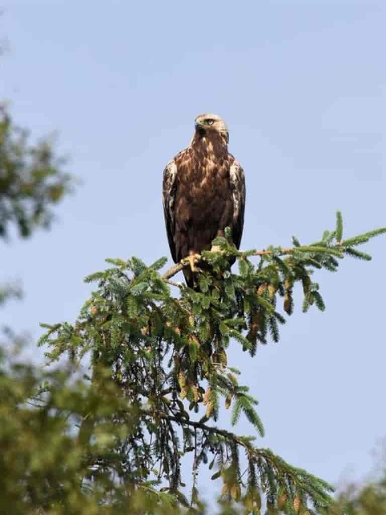 Aquila chrysaetos