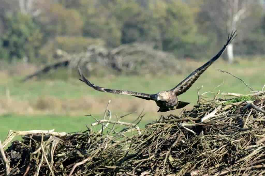 Aquila chrysaetos