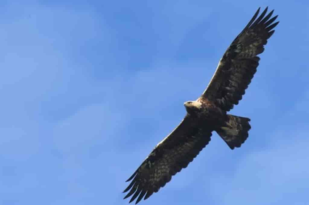 Aquila chrysaetos