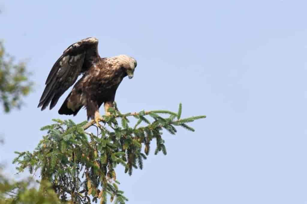 Aquila chrysaetos