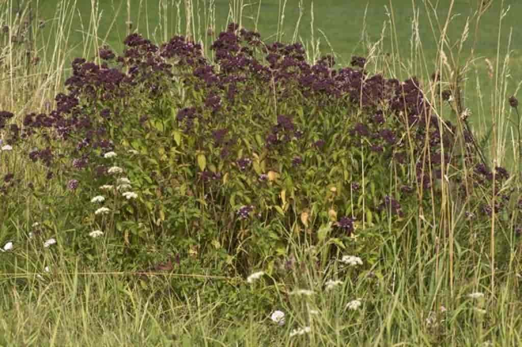 Origanum vulgare