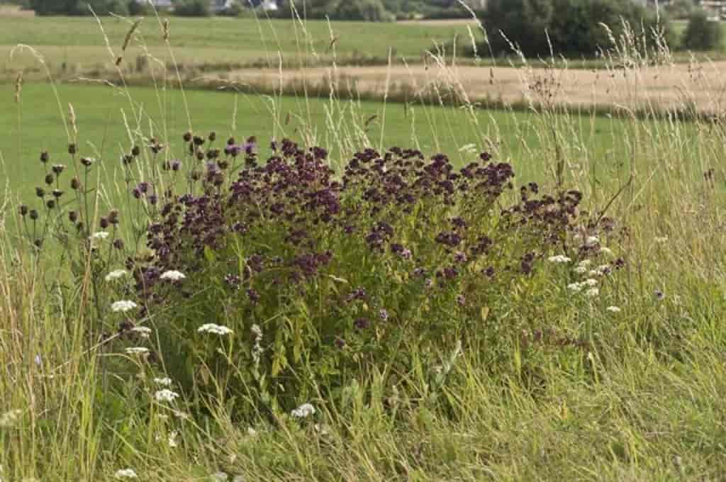 Origanum vulgare