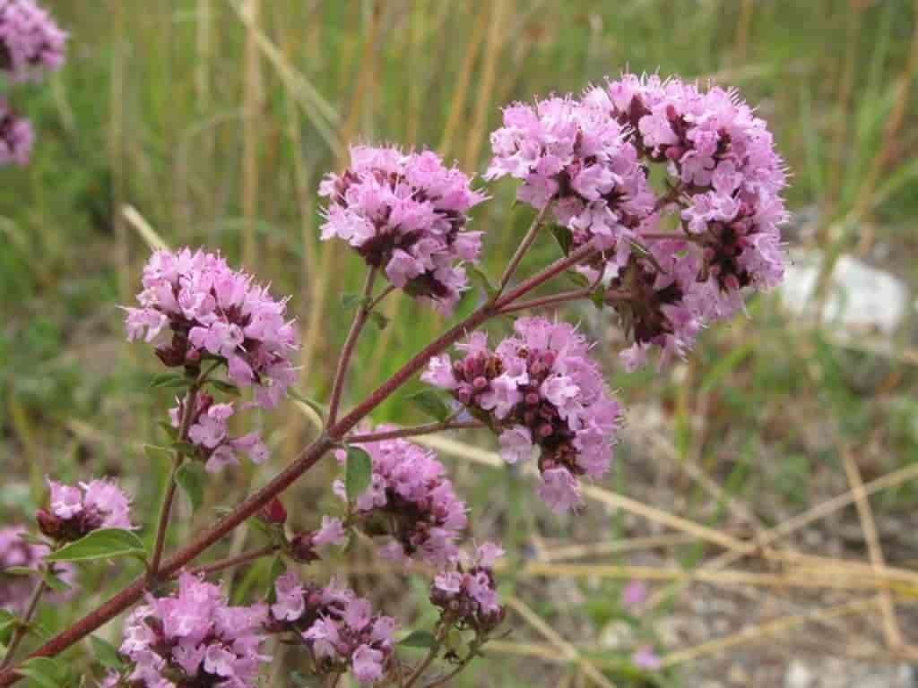 Origanum vulgare