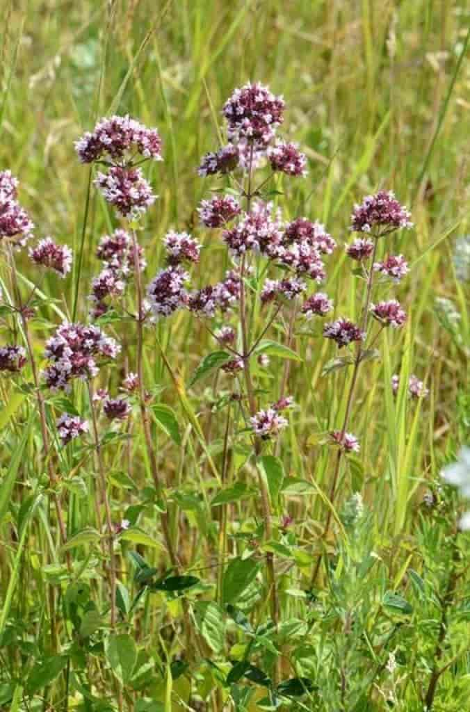 Origanum vulgare