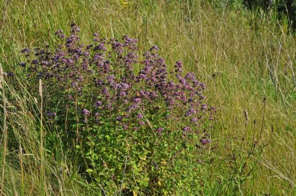 Origanum vulgare