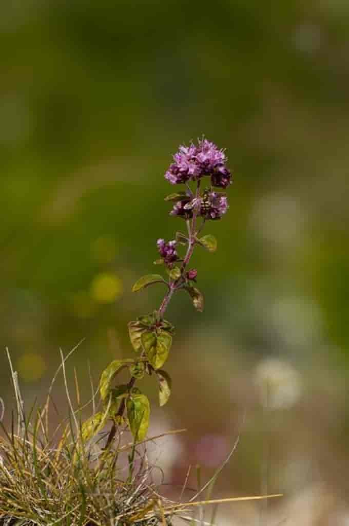 Origanum vulgare