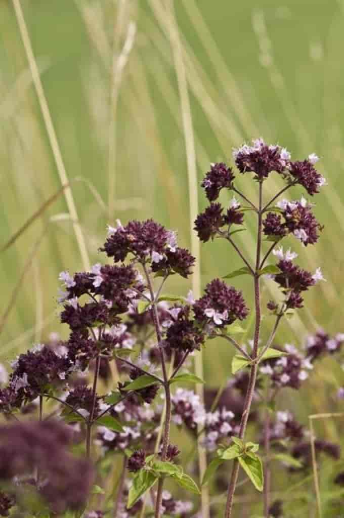 Origanum vulgare