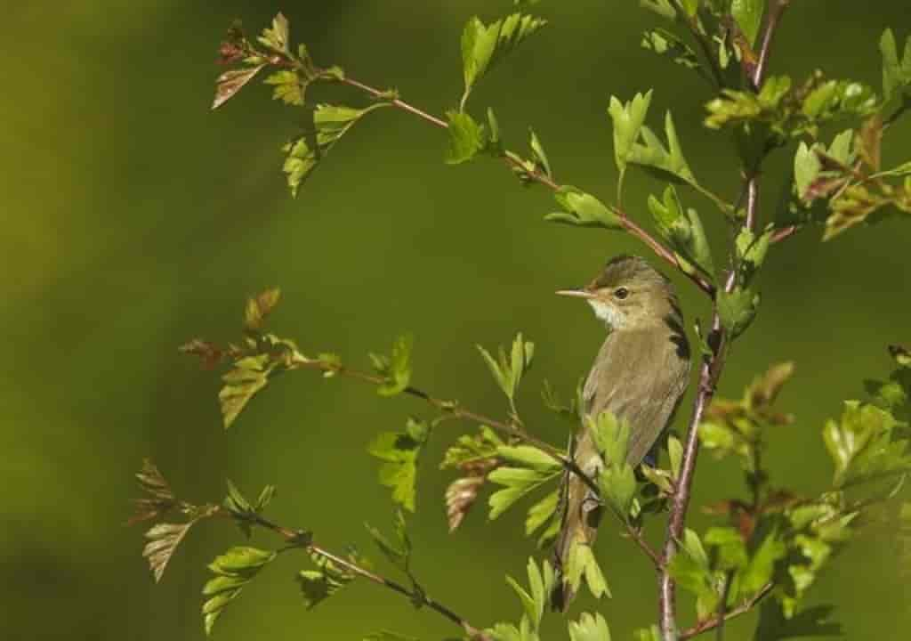 Acrocephalus palustris