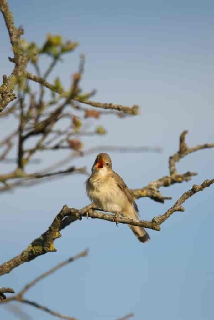 Acrocephalus palustris