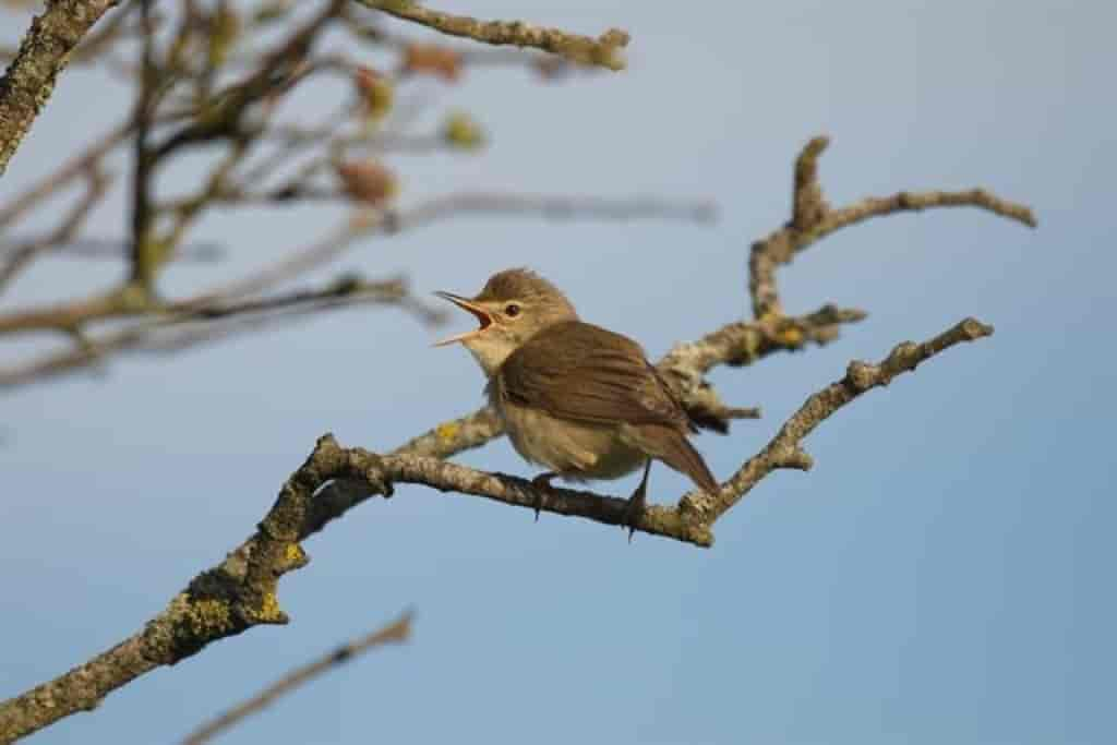 Acrocephalus palustris