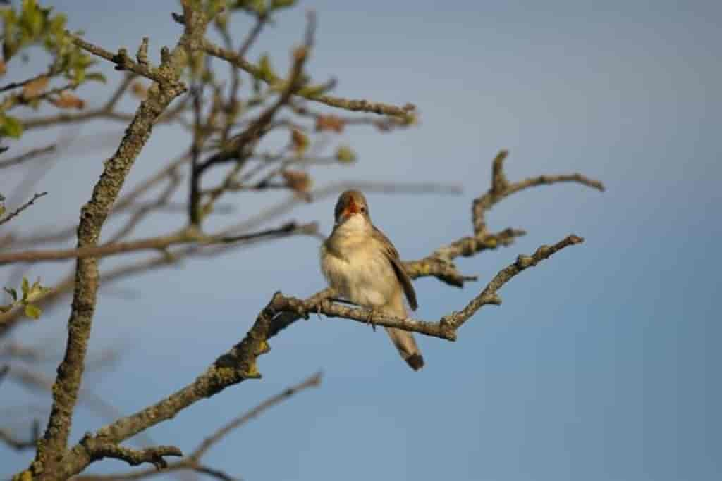 Acrocephalus palustris