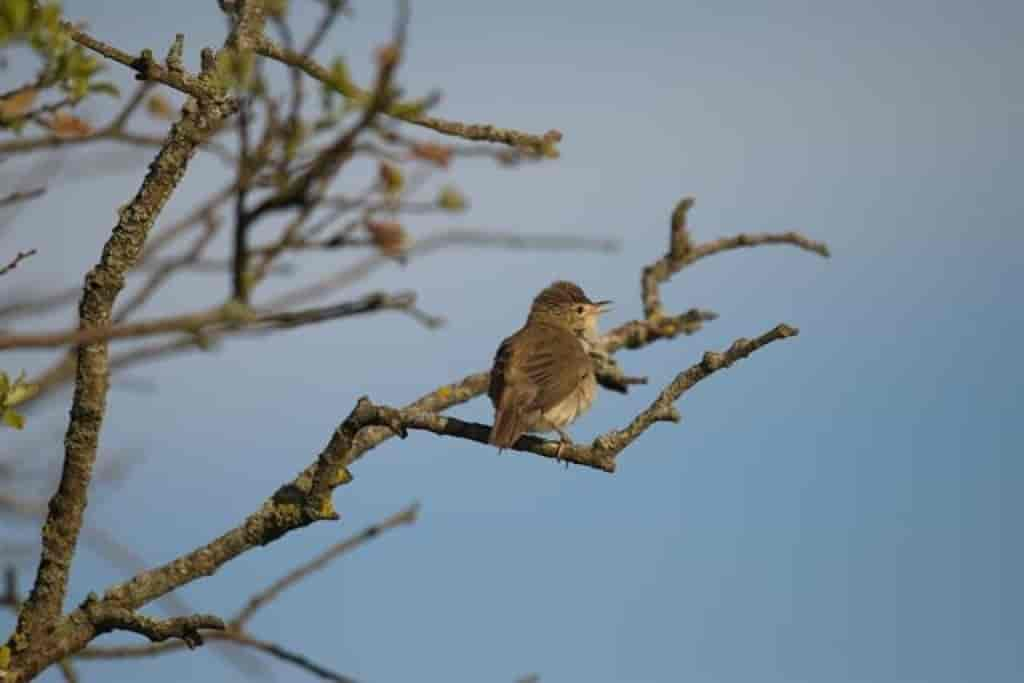 Acrocephalus palustris