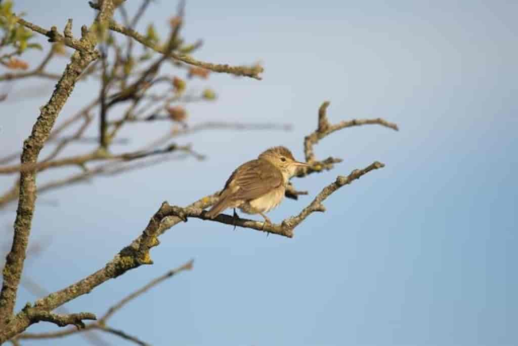 Acrocephalus palustris