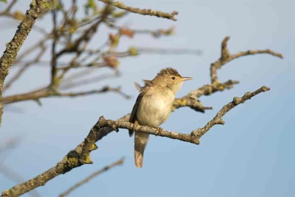 Acrocephalus palustris