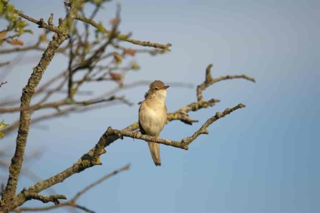 Acrocephalus palustris