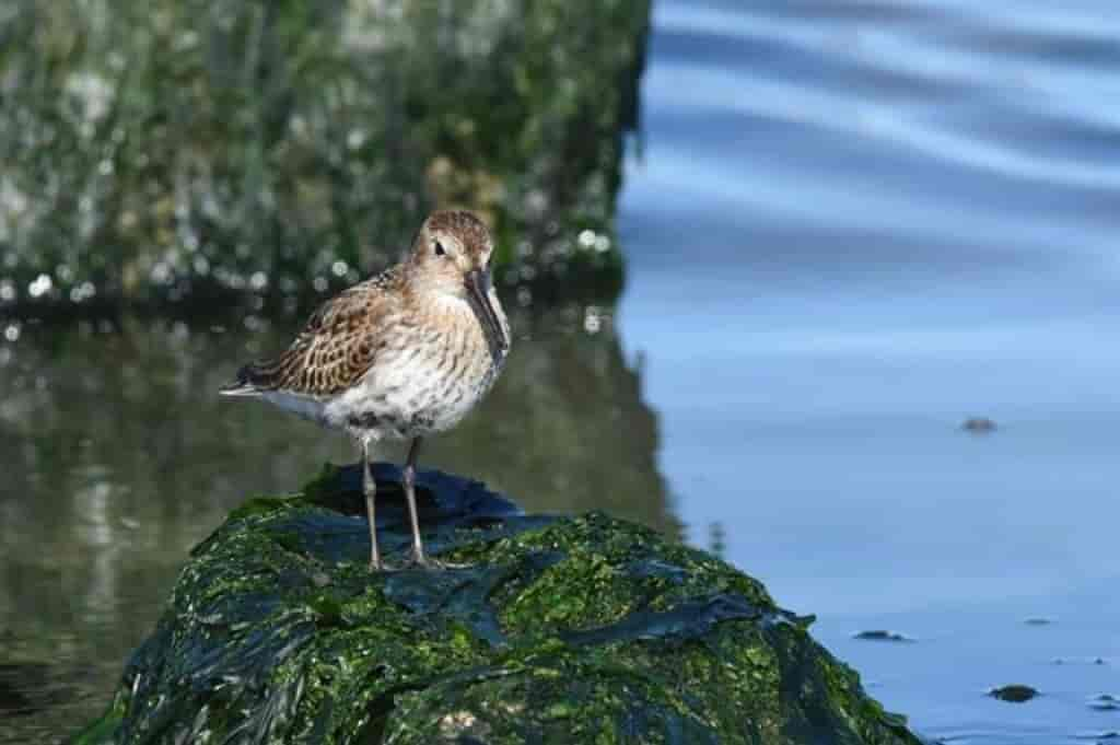 Calidris alpina