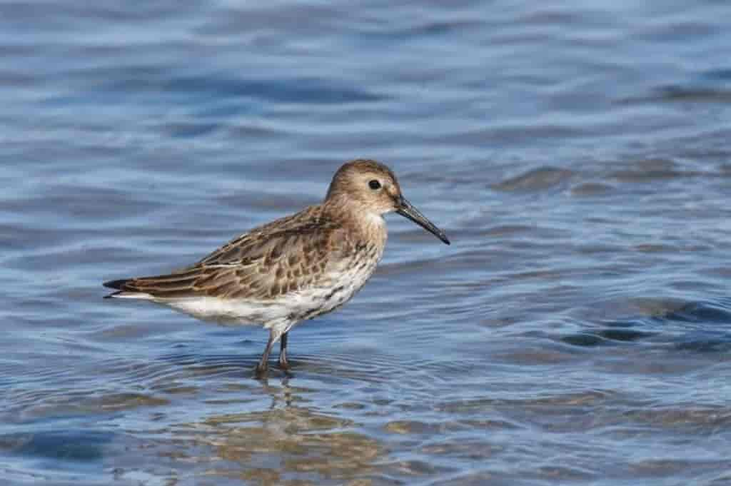 Calidris alpina