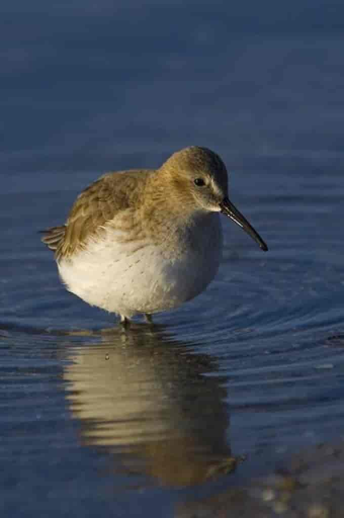 Calidris alpina