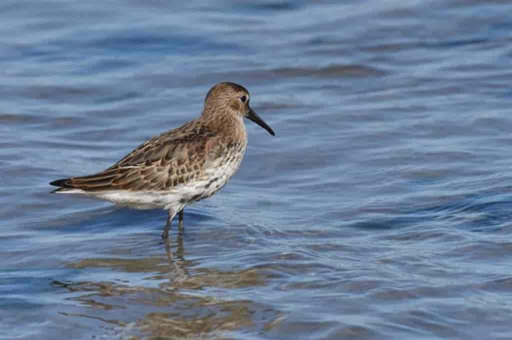 Calidris alpina