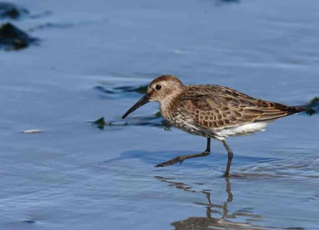 Calidris alpina