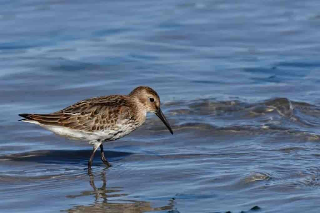 Calidris alpina