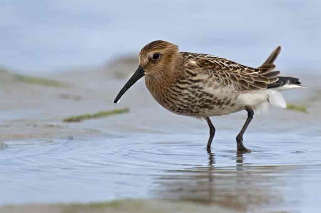 Calidris alpina