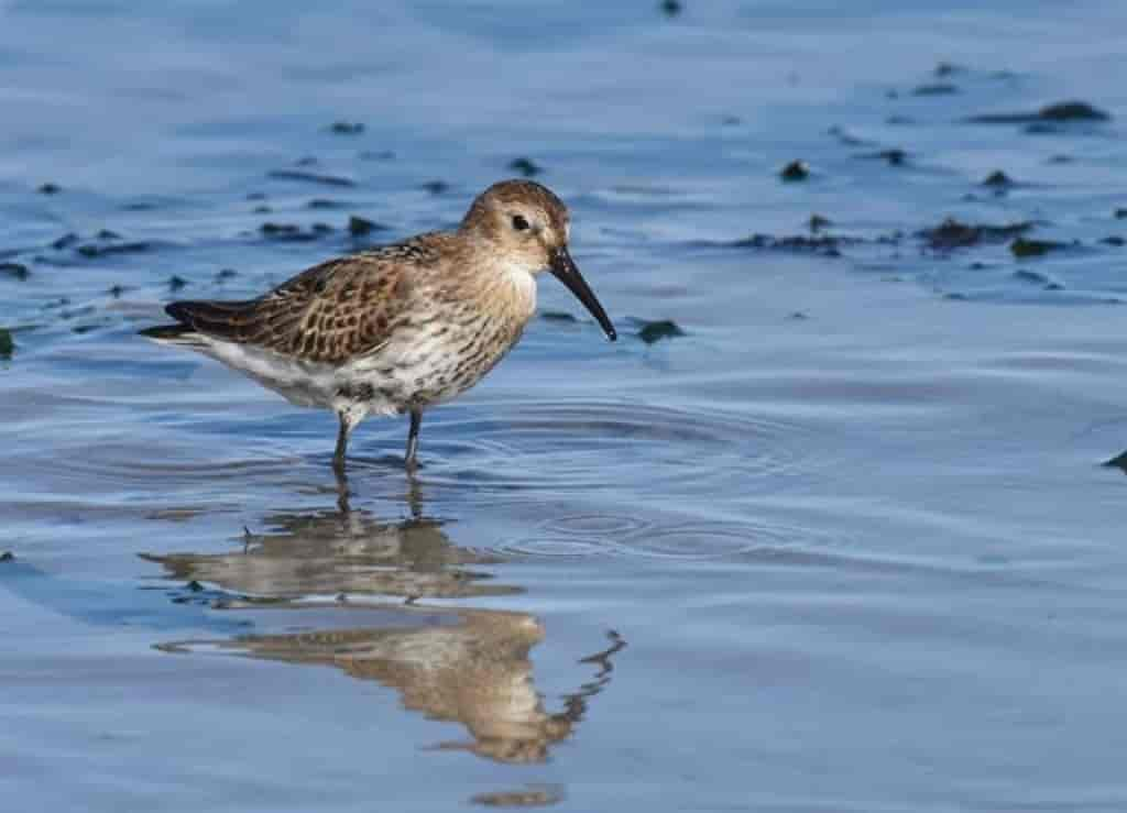 Calidris alpina