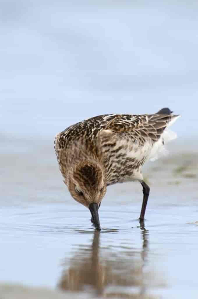 Calidris alpina